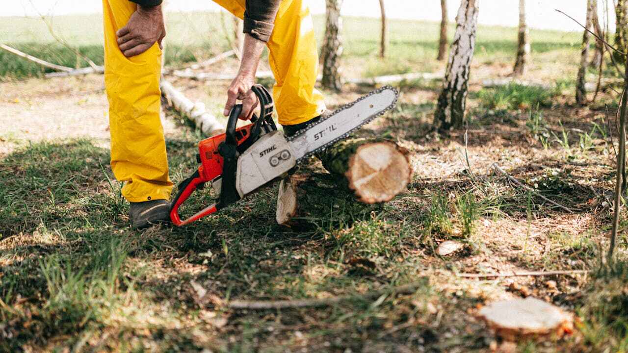 St Peters, MO Tree Service Company